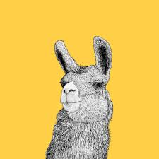 drawing of an alpaca