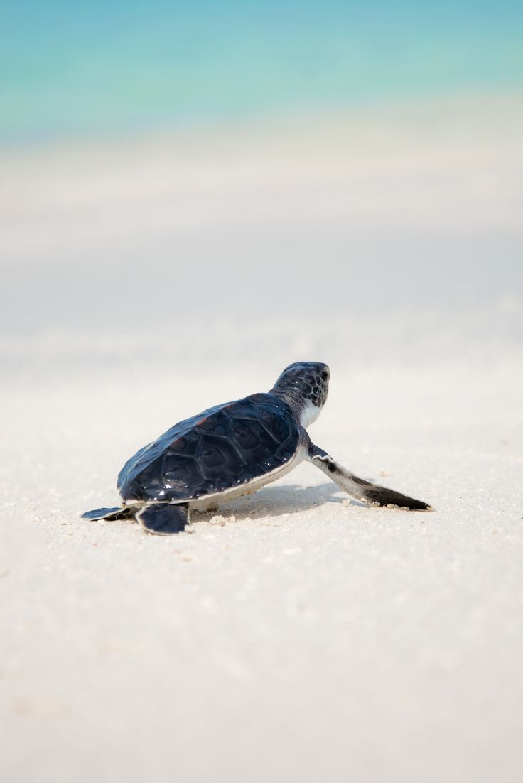 Baby tortoise