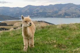 picture of blonde alpaca